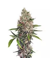OG Kush (Dinafem Seeds)