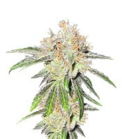 Deep Neville regular (Medical Seeds)