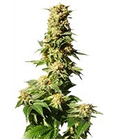 La Blanca Max Auto (Kannabia Seeds) Cannabis-Samen