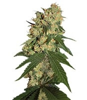 Warlock regular (Serious Seeds) Cannabis-Samen