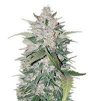 AK Full Auto (Sumo Seeds)