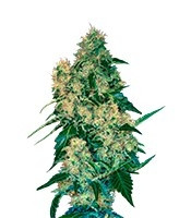 Chingis Khan feminized seeds