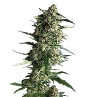 Auto Galaxy feminized seeds