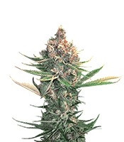 Dawg Star Kush Cannabis-Samen