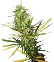 Diamond Girl feminized seeds