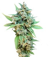 Thai Fantasy feminized seeds