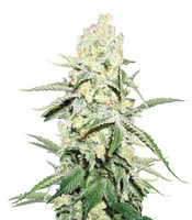 La Blanca Gold Auto (Vision Seeds)