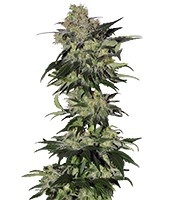 Beyond the Brain regular seeds