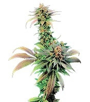 Blue Widow feminized seeds