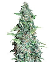 Honey B (Barney's Farm) Cannabis-Samen