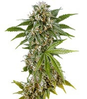 Kush`N`Cheese feminized seeds