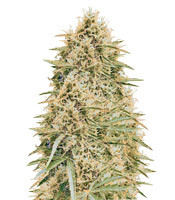 Northern Lights Auto feminized seeds (Vision Seeds)