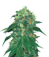 Graines de cannabis Punky Lion (Samsara Seeds)