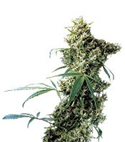 Graines de cannabis Super Silver (Dinafem Seeds)