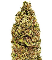 Cannatonic regular (Resin Seeds)