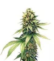 Swiss Cheese regular (Nirvana Seeds)