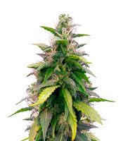 Auto Original Berry feminized seeds