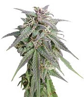 Graines de cannabis Blue Mystic (Nirvana Seeds)