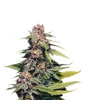 Kannabia Special (Big Bull) feminized seeds