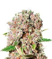 Mendocino Skunk (Paradise Seeds)