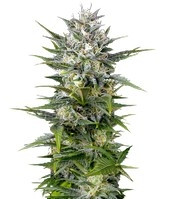 Pineapple Skunk feminized seeds