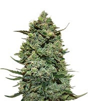 Graines de cannabis Cookies Kush (Barney's Farm)