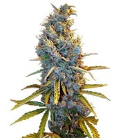 Cream Caramel F1 Fast Version (Sweet Seeds)