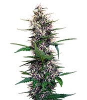 Dark Devil Auto feminized seeds