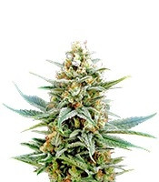 Kritikal-K (Kannabia Seeds) Cannabis-Samen