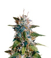 MkAge feminized seeds