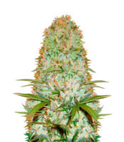 Red Russian XXL feminized seeds