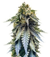 Graines de cannabis Chocolate Mint OG (Humboldt Seeds)