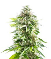 Cookies Haze (Kannabia Seeds) Cannabis-Samen