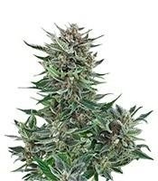 Easy Bud Auto feminized seeds