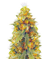 Graines de cannabis Northern Lights (Vision Seeds)