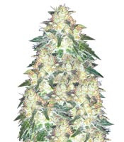 Graines de cannabis Russian Snow (Vision Seeds)