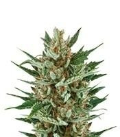 Speedy Chile (Fast Flowering) feminized seeds