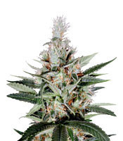 Ortega Indica (Dutch Passion) Cannabis-Samen