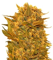 Sour P feminized seeds