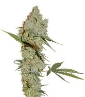 Graines de cannabis Chocolope regular (DNA Genetics)