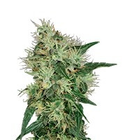 Graines de cannabis Lambo regular (T.H. Seeds)