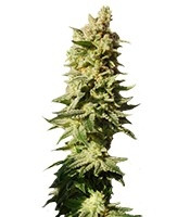 Mataro Blue Max Auto feminized seeds