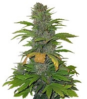 Speed Devil #2 Auto feminized seeds