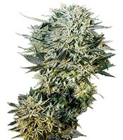 Graines de cannabis Sugar Gom Auto (Grass-O-Matic)