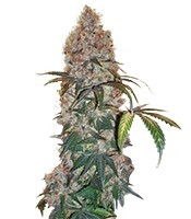Violator Kush (Barney's Farm) Cannabis-Samen