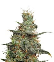 Graines de cannabis White Castle regular (Nirvana Seeds)