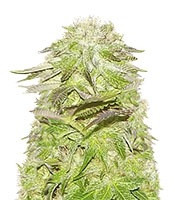 White Widow (Pyramid Seeds)