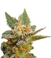 Kritic Auto feminized seeds