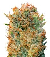 MK Ultra x Bubblegum (T.H. Seeds)