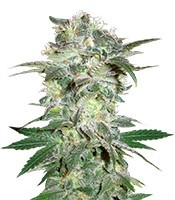 Mazar Kush feminized seeds